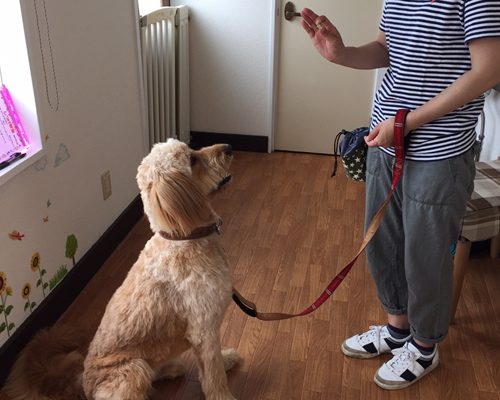 広島・東広島・三原・福山での犬のしつけ教室(ドッグトレーニング)の様子2