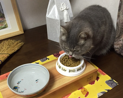 餌やり
